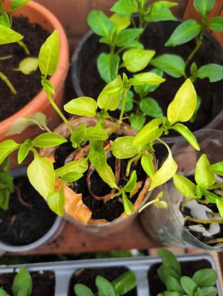 Photo of free bell pepper seedlings (Cranham Gate GL3) #1