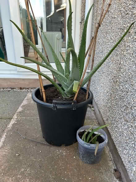 Photo of free Large Aloe Vera houseplant (Heysham LA3) #1