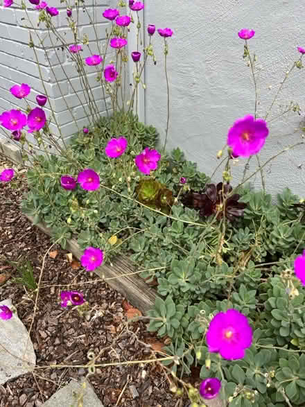 Photo of free rock purselane succulent cuttings (Lawrence/ El Camino Real) #1