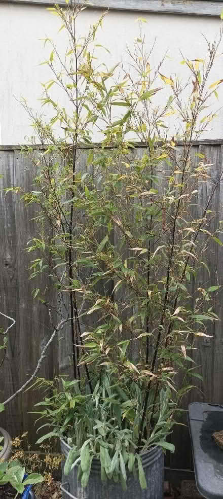 Photo of free Black bamboo 5' tall (Chippenham SN15) #1