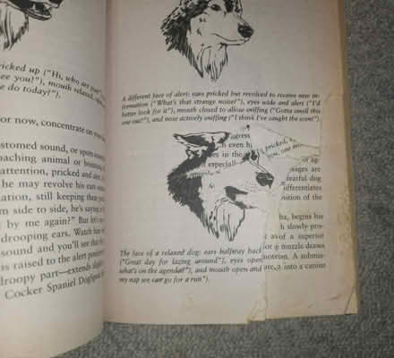 Photo of free Dog books (Headington OX3) #2