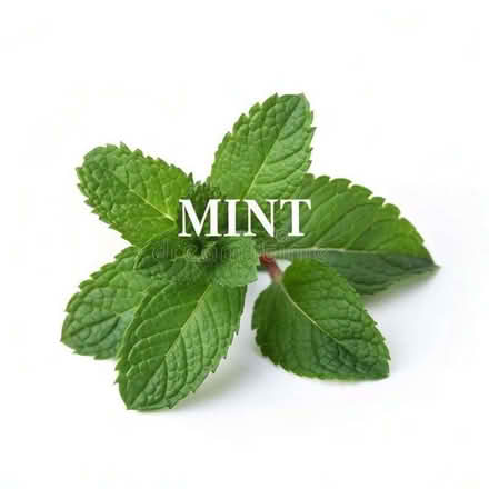 Photo of Mint plant (Woodford IG8) #1