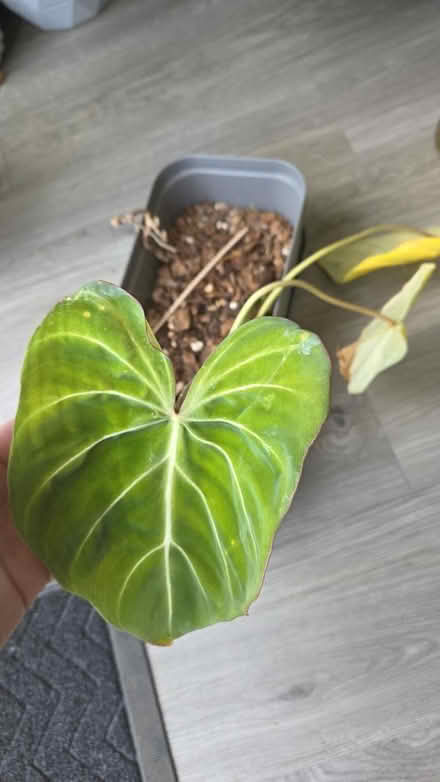Photo of free Philodendron gloriosum (Faversham) #1