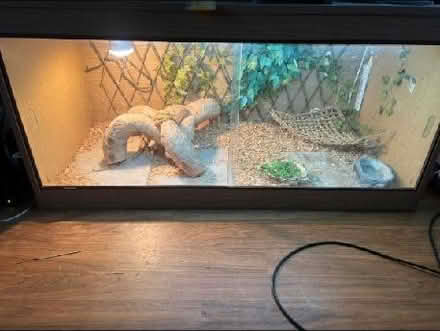 Photo of free 4ft long vivarium with contents (St Helens TN34) #2