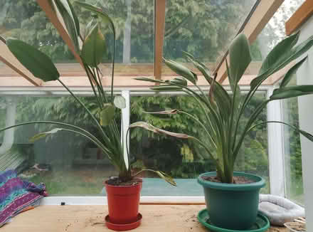 Photo of free Birds of Paradise plant in pot - two (Scotlandwell KY13) #1