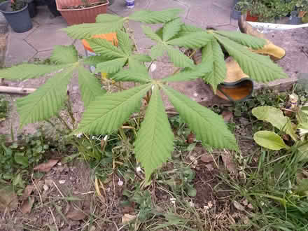 Photo of free Tree Sapling (think it's a chestnut tree) (Lakenham NR1) #1