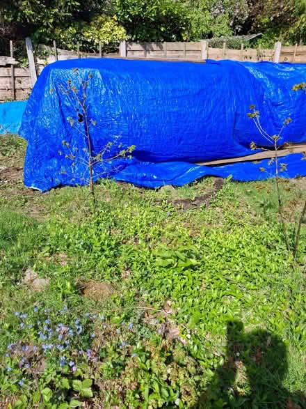 Photo of free Oak saplings (Dean Row SK9) #3