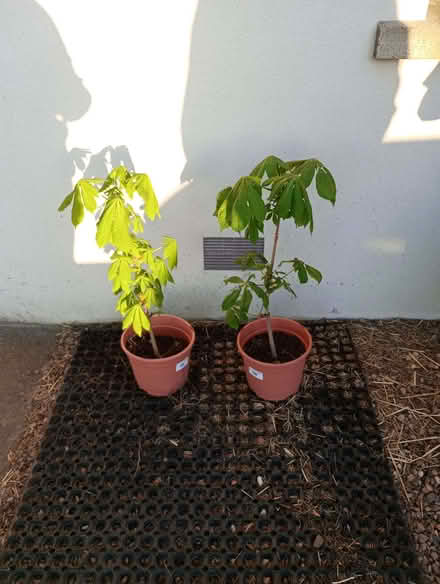 Photo of free 2 X Horse Chestnut trees (Quernmore LA2) #1