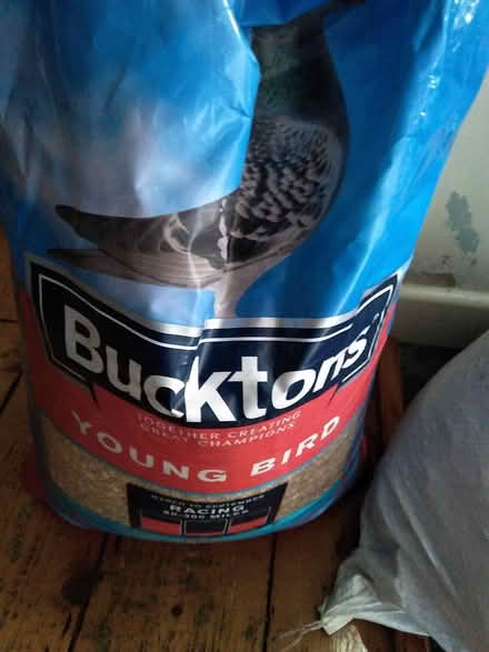 Photo of free Young bird seed (Newbridge BA1) #1