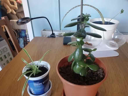 Photo of free Plants (Darwen BB3) #1