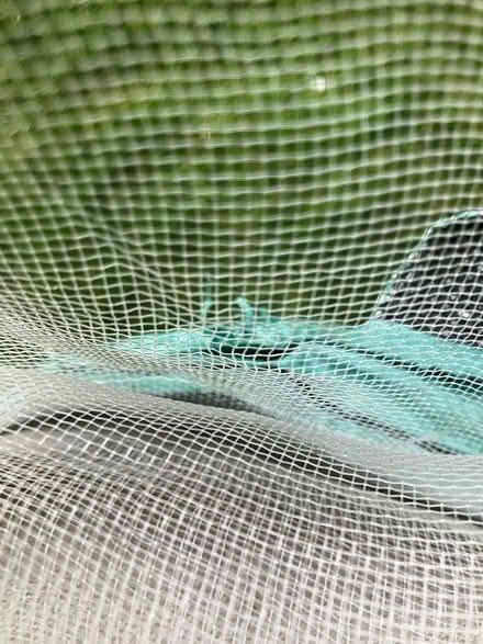 Photo of free 1.6mm mesh crop protection netting (Ash Green GU12) #2