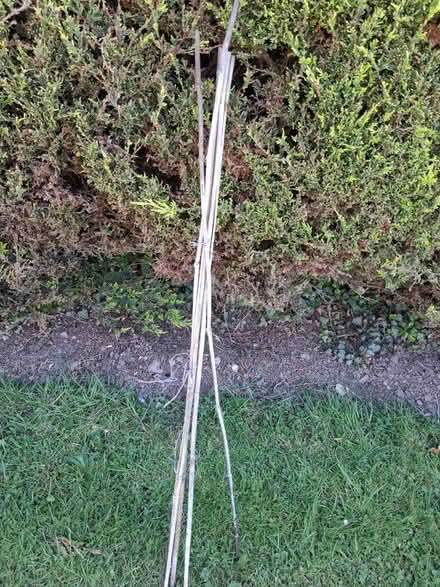 Photo of 6 ft Bamboo Bean Canes (SY3) #1