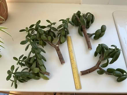 Photo of free Jade cuttings (Havant PO9) #1