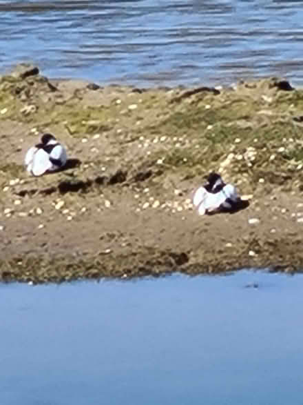 Photo of free Garden Hammock (Netherfield, Kendal LA9) #1
