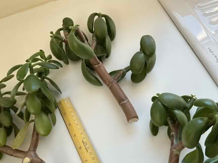 Photo of free Jade cuttings (Havant PO9) #4