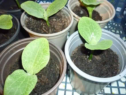 Photo of free Winter Squash Seedlings (Blagdon BS40) #1