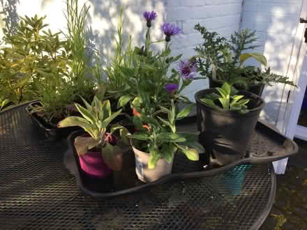 Photo of free Summer flowering perennials (Norton juxta Twycross CV9) #1