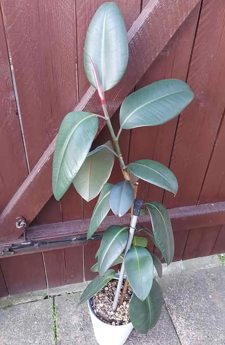 Photo of free Indoor Rubber plant (Poulton le Fylde FY6) #1