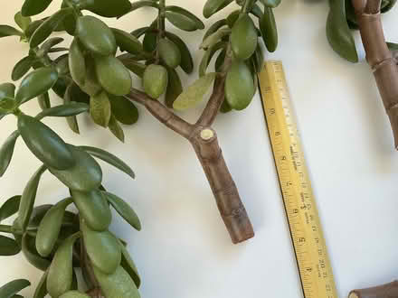 Photo of free Jade cuttings (Havant PO9) #3