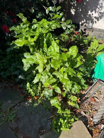 Photo of free Lords & Ladies Plant (Ilkeston DE7 4B) #1