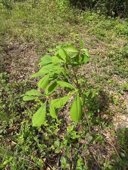 Photo of free Horse cheat sapling (Sanderstead) #1