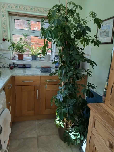 Photo of free Tall plant (Ascot) #1