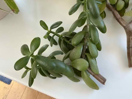 Photo of free Jade cuttings (Havant PO9) #2