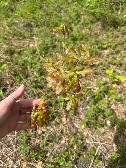 Photo of free Small oak sapling (Sanderstead) #1
