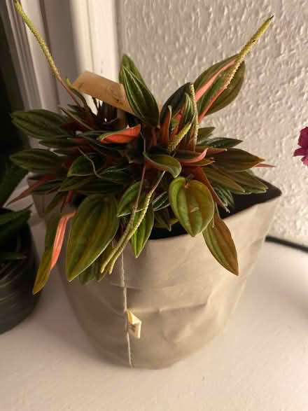 Photo of free Plantpot /plant holder (Stockbridge EH3) #1