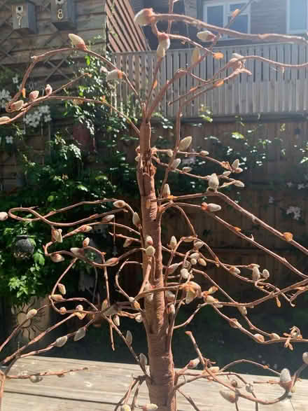 Photo of free Bendy display tree (Letchworth SG6) #2