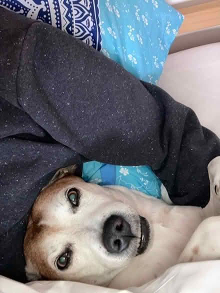 Photo of Dog massager for arthritis (St Leonards TN38) #1