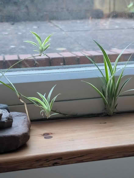 Photo of free Spiderplant Babies (Llandrindod LD1) #1