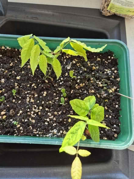 Photo of free Wisteria seedlings (Tytherington SK10) #1