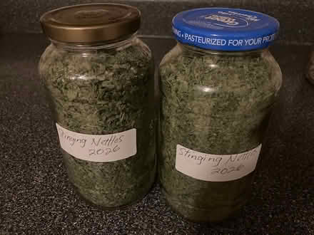 Photo of free Stinging nettles (Nob Hill - Gibson & Carlisle) #1