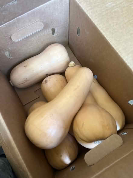 Photo of free Winter Squash (North Willow Glen , San Jose) #1