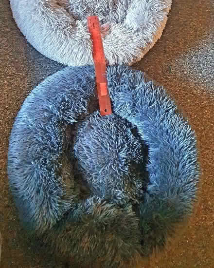 Photo of free Large cat/medium dog squishy bed (Crystal Palace SE19) #1