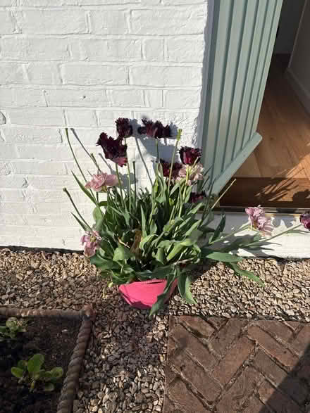 Photo of free @ 90 tulips (BH23 1HX) #1