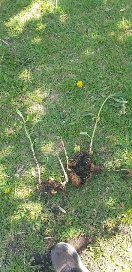 Photo of free Jerusalem Artichokes for planting (Parkstone, Poole, BH14) #1