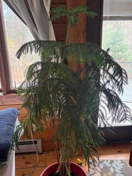 Photo of free Norfolk pine house plant (Monson) #1
