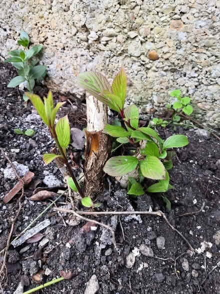 Photo of free Viburnum bodantense shrub (Grandpont OX1) #1