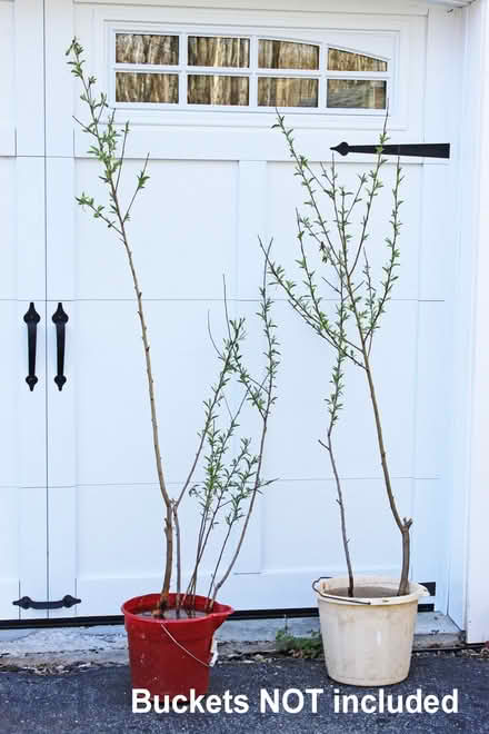 Photo of free 9 Baby Peach Trees (West Townsend) #1