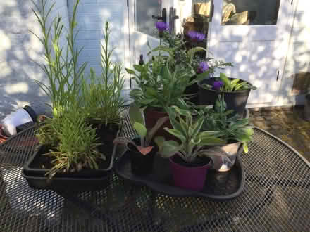 Photo of free Summer flowering perennials (Norton juxta Twycross CV9) #3