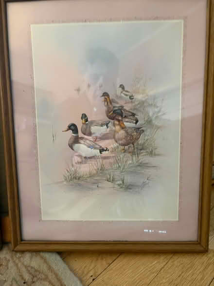 Photo of free Signed Anni Moller Waterfowl Prints (Belmont, MA) #2