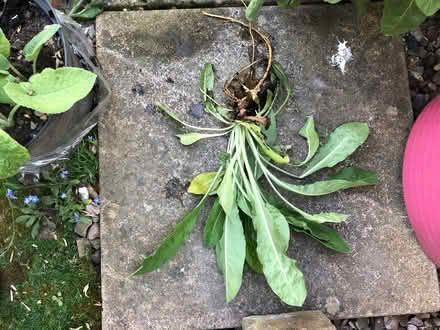 Photo of free Evening primrose plants (Blewbury OX11) #2