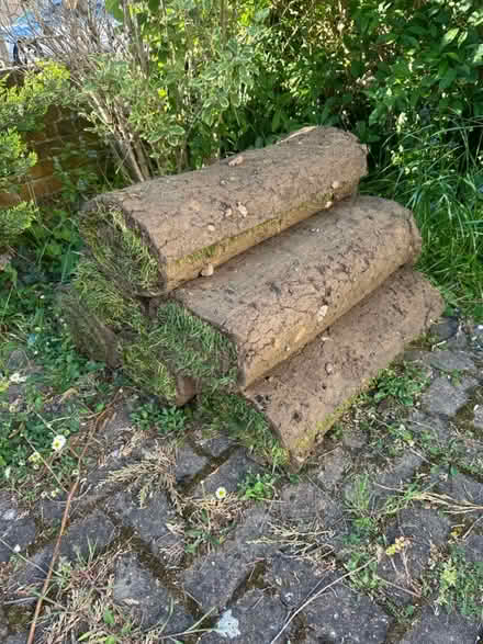 Photo of free Turf grass (Tolwort KT5) #1