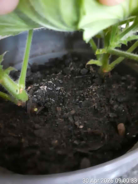 Photo of free French pelargonium in Ø11.5cm pot (Edgwarebury Lane) #2