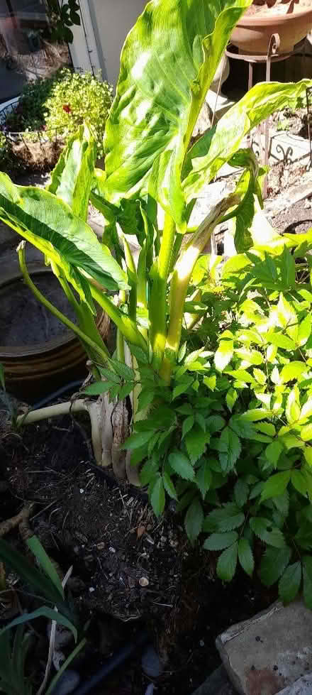 Photo of free Pond plants. (Welling DA16) #2