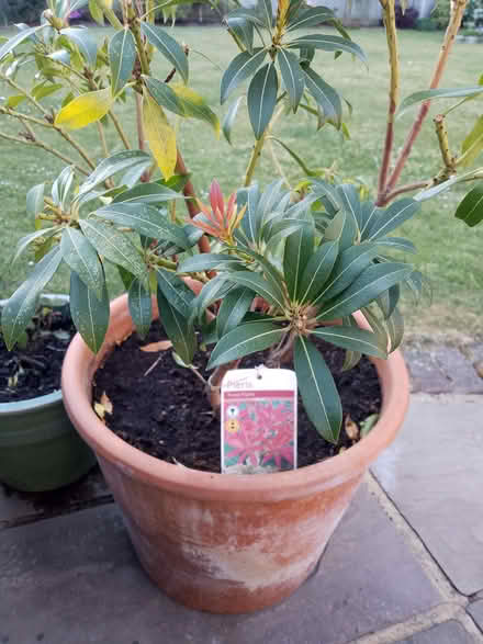 Photo of free Pieris [pot not included] (Woodley RG5) #1