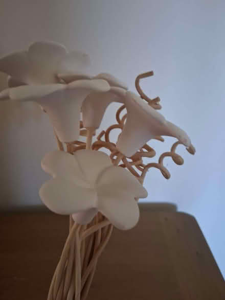 Photo of free Diffuser reeds (Gleneagles area, Wboro NN8) #1