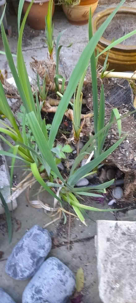 Photo of free Pond plants. (Welling DA16) #3